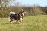 CHIEN FINNOIS DE LAPONIE 270